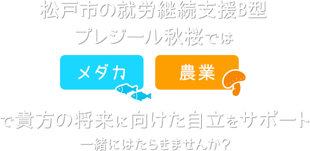 松戸市の就労継続支援B型プレジール秋桜では「メダカ×農業」で貴方の将来に向けた自立をサポート-一緒にはたらきませんか？